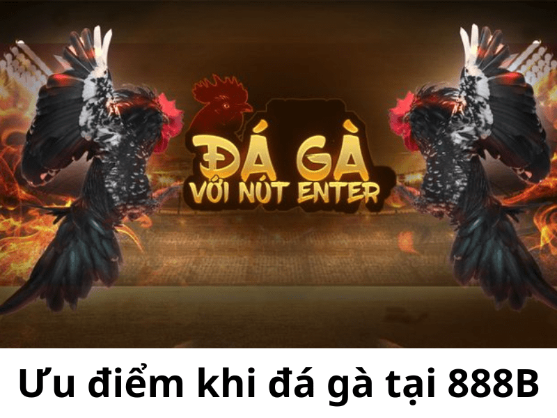 Ưu điểm khi đá gà tại 888B